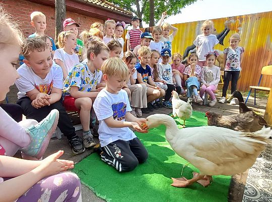 Gr. III I IV  Ptactwo hodowlane w naszym przedszkolu