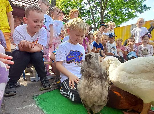 Gr. III I IV  Ptactwo hodowlane w naszym przedszkolu