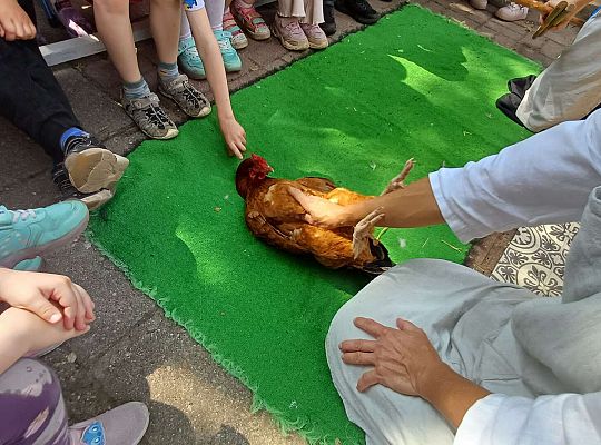 Gr. III I IV  Ptactwo hodowlane w naszym przedszkolu