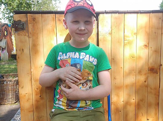 Gr. III I IV  Ptactwo hodowlane w naszym przedszkolu