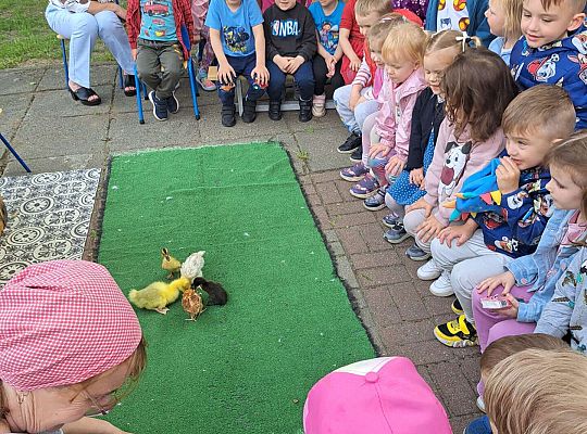 Gr.I I Gr.II Poznajemy ptaki hodowlane