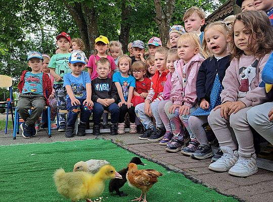 Gr.I I Gr.II Poznajemy ptaki hodowlane