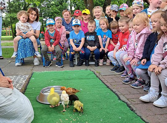 Gr.I I Gr.II Poznajemy ptaki hodowlane