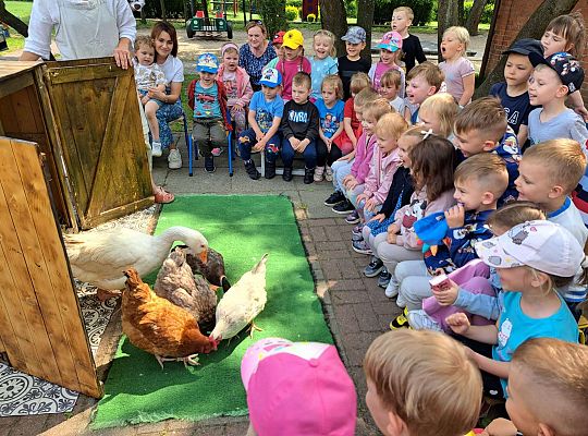 Gr.I I Gr.II Poznajemy ptaki hodowlane