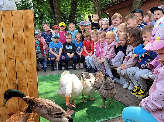 Gr.I I Gr.II Poznajemy ptaki hodowlane