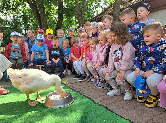 Gr.I I Gr.II Poznajemy ptaki hodowlane