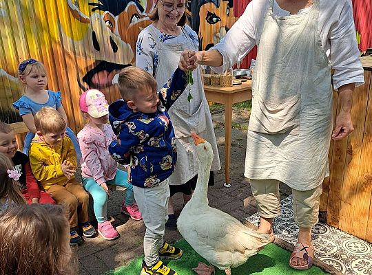 Gr.I I Gr.II Poznajemy ptaki hodowlane