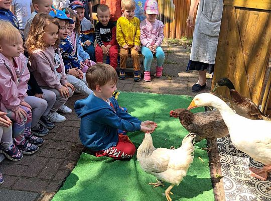 Gr.I I Gr.II Poznajemy ptaki hodowlane