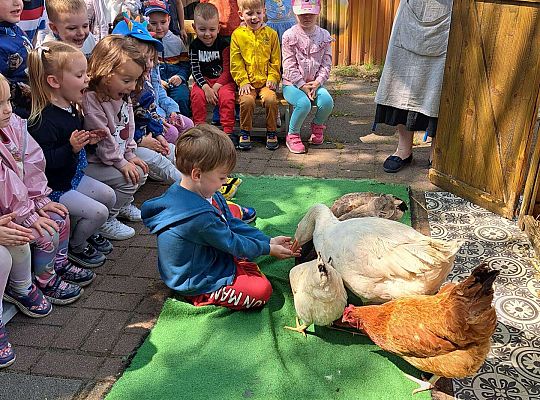 Gr.I I Gr.II Poznajemy ptaki hodowlane