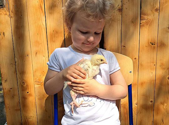 Gr.I I Gr.II Poznajemy ptaki hodowlane