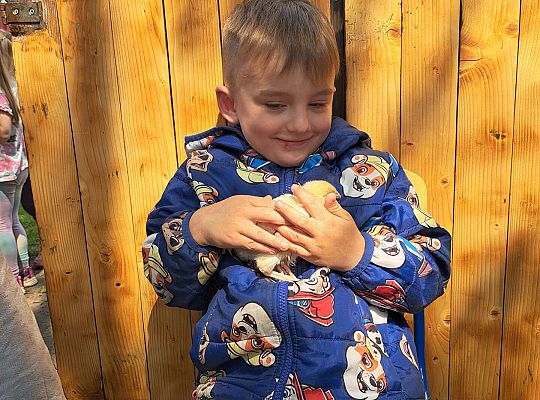 Gr.I I Gr.II Poznajemy ptaki hodowlane