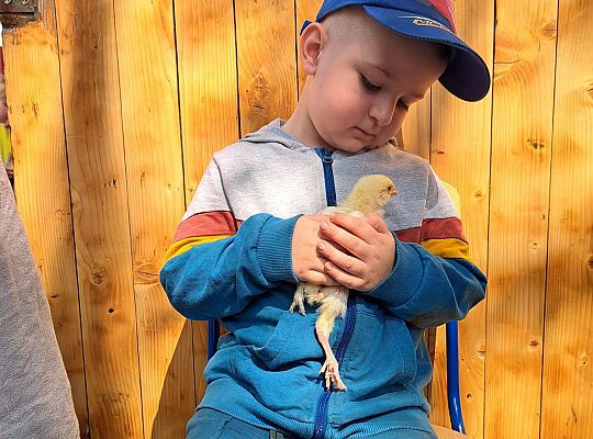 Gr.I I Gr.II Poznajemy ptaki hodowlane