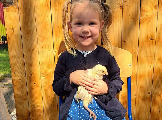 Gr.I I Gr.II Poznajemy ptaki hodowlane