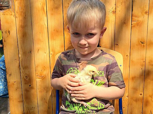 Gr.I I Gr.II Poznajemy ptaki hodowlane