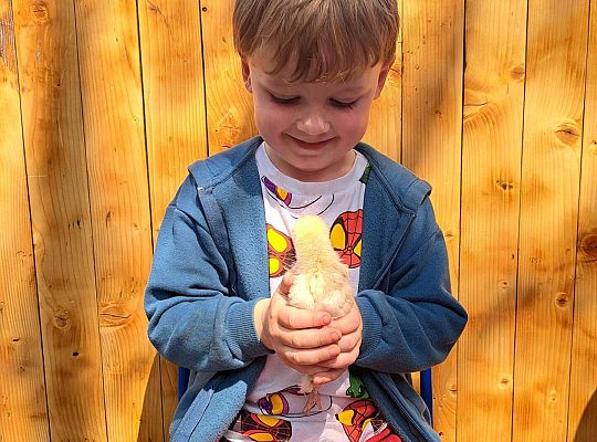 Gr.I I Gr.II Poznajemy ptaki hodowlane