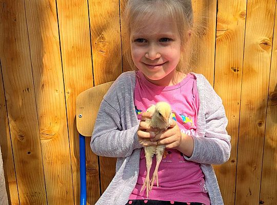 Gr.I I Gr.II Poznajemy ptaki hodowlane