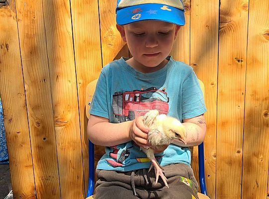 Gr.I I Gr.II Poznajemy ptaki hodowlane