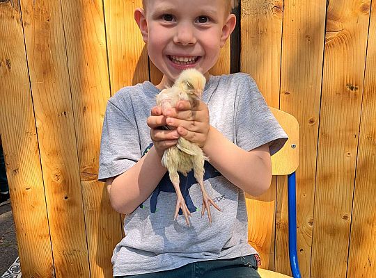 Gr.I I Gr.II Poznajemy ptaki hodowlane