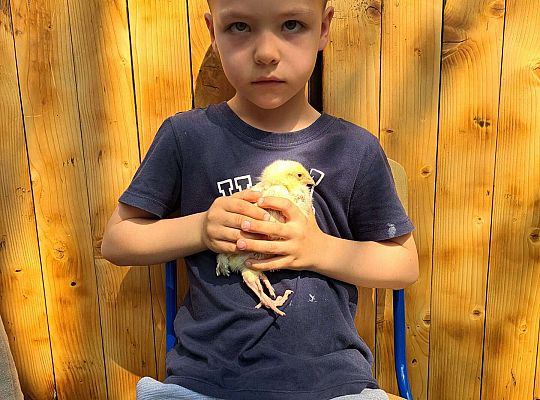 Gr.I I Gr.II Poznajemy ptaki hodowlane