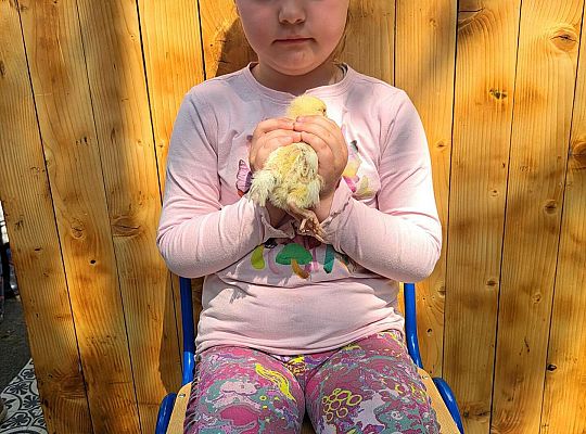 Gr.I I Gr.II Poznajemy ptaki hodowlane