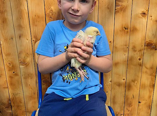 Gr.I I Gr.II Poznajemy ptaki hodowlane