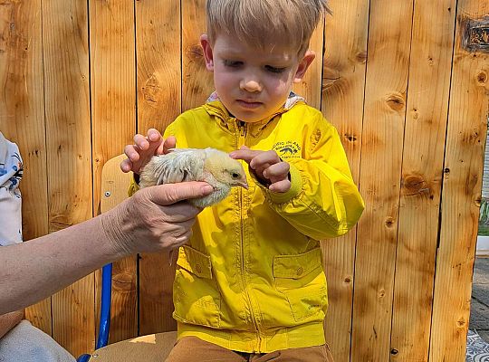 Gr.I I Gr.II Poznajemy ptaki hodowlane