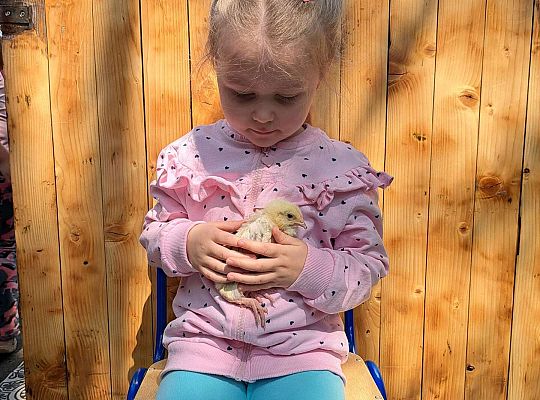 Gr.I I Gr.II Poznajemy ptaki hodowlane