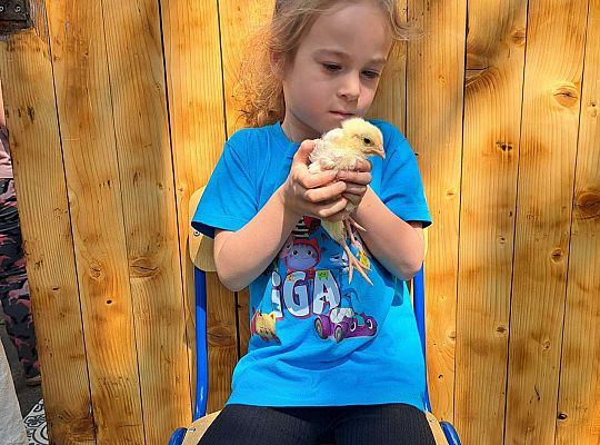 Gr.I I Gr.II Poznajemy ptaki hodowlane