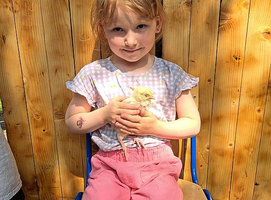 Gr.I I Gr.II Poznajemy ptaki hodowlane