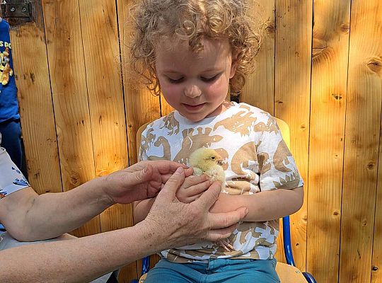 Gr.I I Gr.II Poznajemy ptaki hodowlane