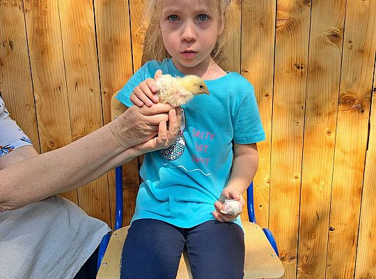 Gr.I I Gr.II Poznajemy ptaki hodowlane