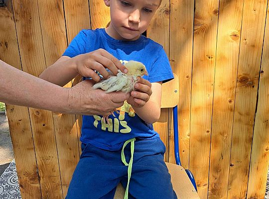 Gr.I I Gr.II Poznajemy ptaki hodowlane