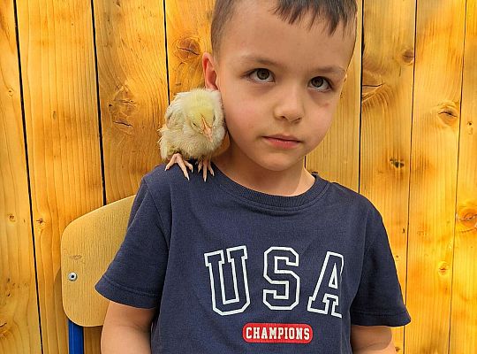 Gr.I I Gr.II Poznajemy ptaki hodowlane