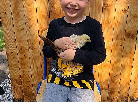 Gr.I I Gr.II Poznajemy ptaki hodowlane