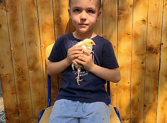 Gr.I I Gr.II Poznajemy ptaki hodowlane