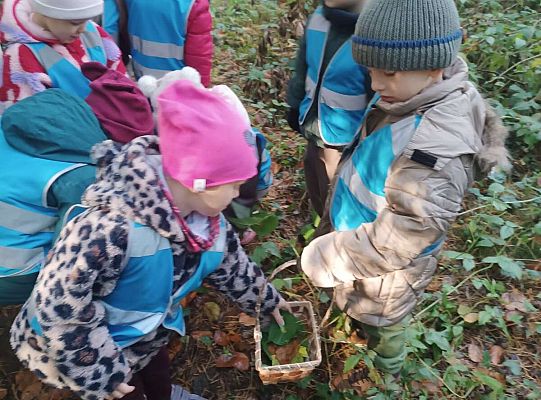 Gr. II Jesień w lesie