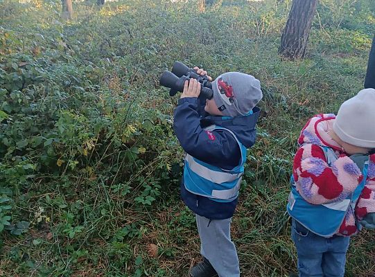 Gr. II Jesień w lesie