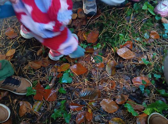 Gr. II Jesień w lesie