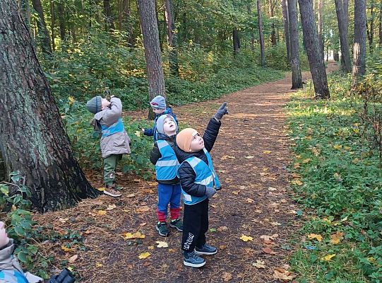 Gr. II Jesień w lesie