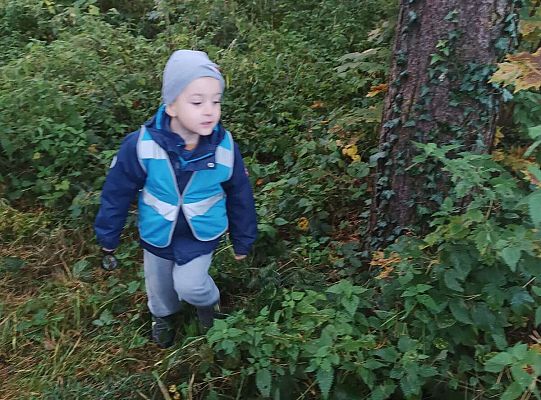 Gr. II Jesień w lesie