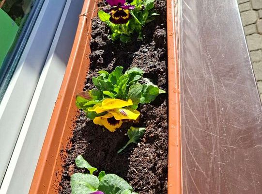 Gr. I Wyjście do Centrum ogrodniczego NIWIA oraz sadzenie kwiatów