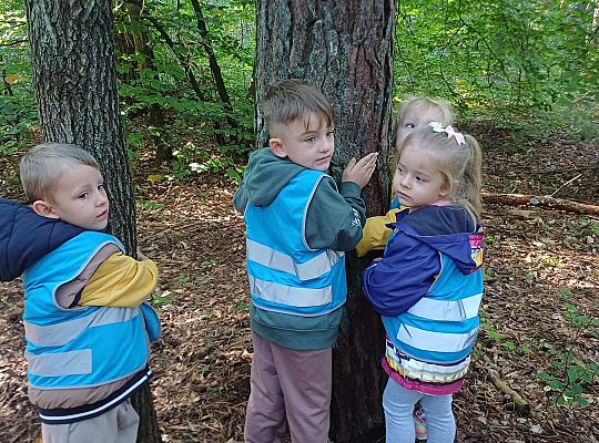 Gr. II Spacer do lasu. Szukamy jesieni