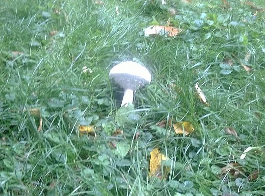 Jesienny spacer do parku