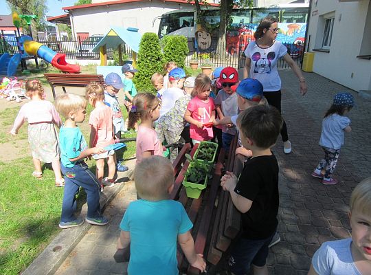 Mali ogrodnicy-Sadzimy Grupa 1