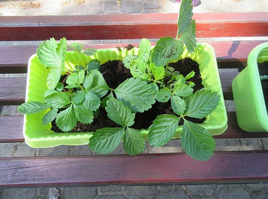 Mali ogrodnicy-Sadzimy Grupa 1