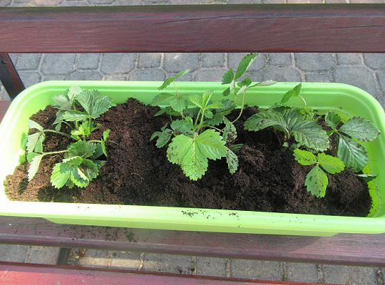 Mali ogrodnicy-Sadzimy Grupa 1