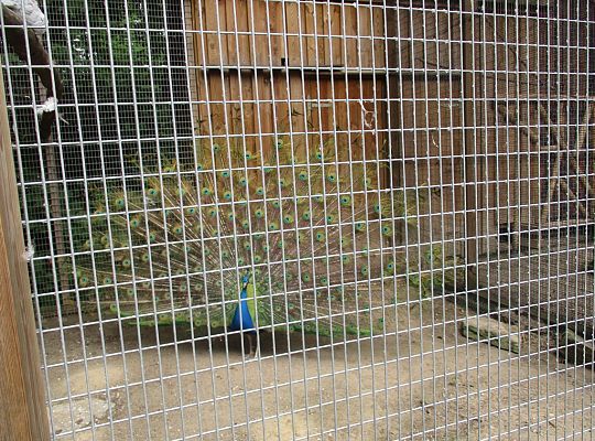 Nasza wygrana! Wycieczka do Dinoparku w Malborku Grupa 4