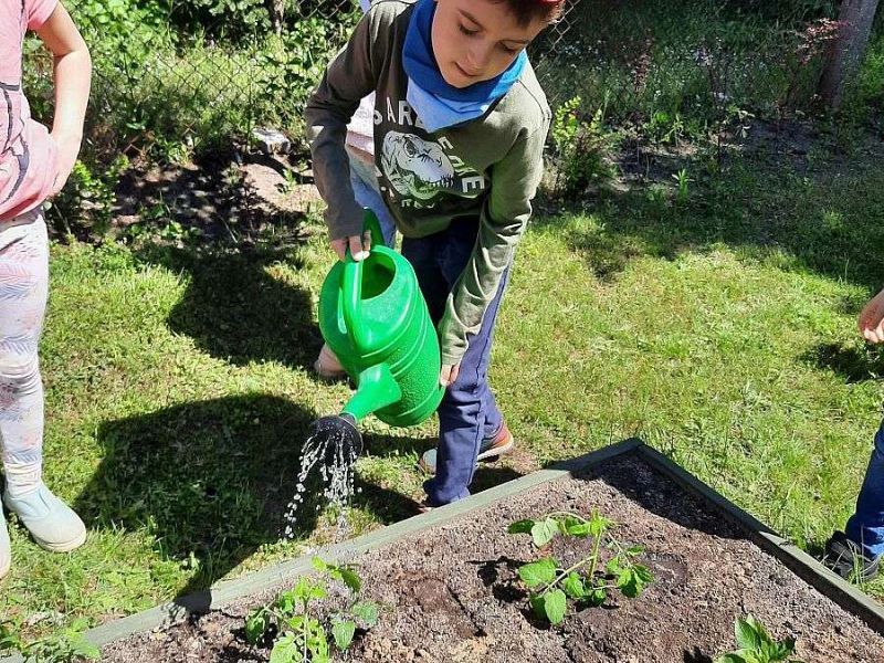 Uprawa warzyw i ziół w ogrodzie przedszkolnym